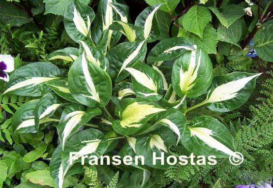 Hosta Mellow Mood